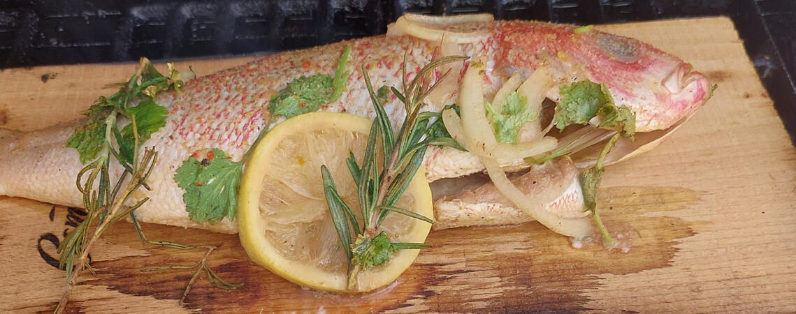 Red Snapper